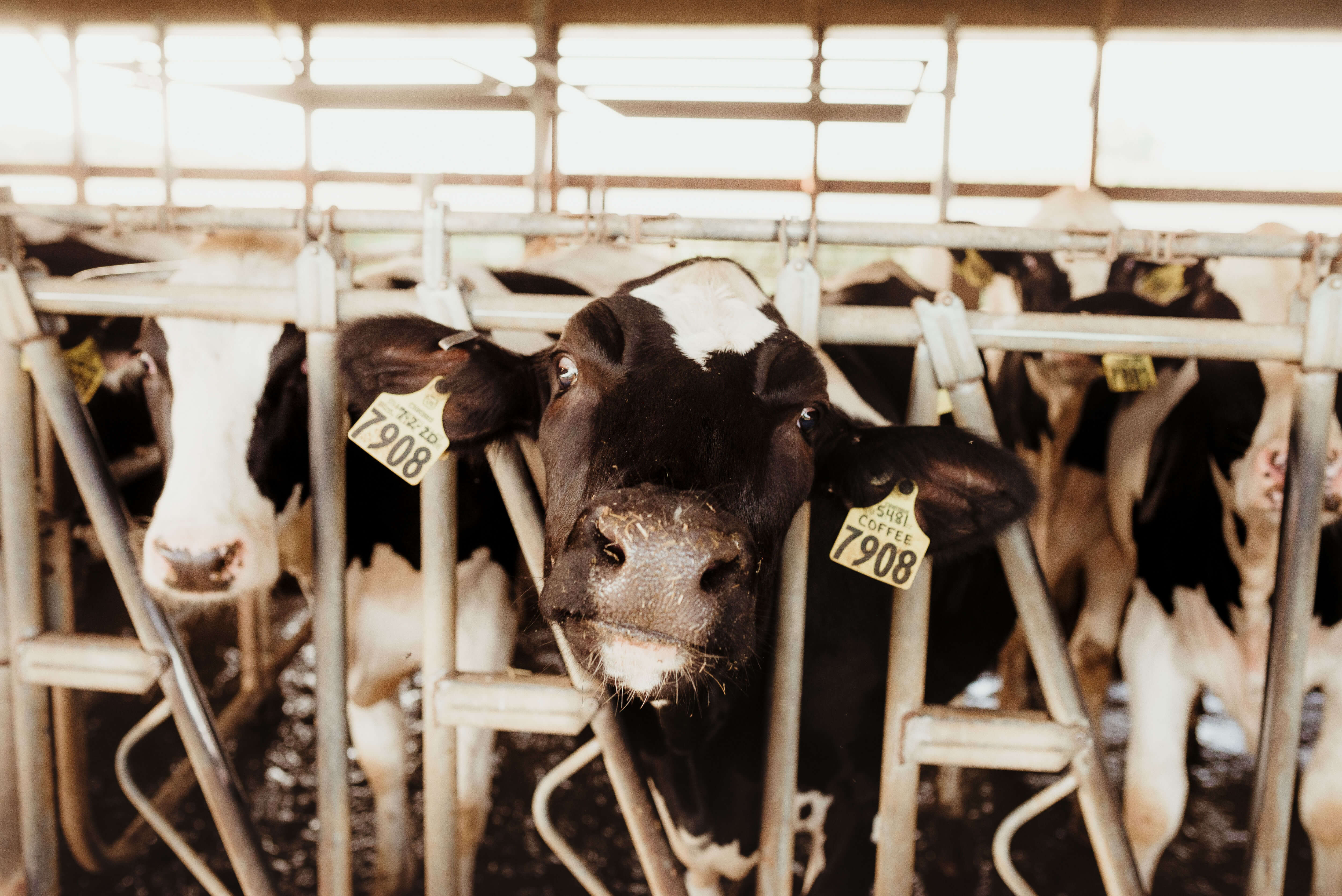 dairy livestock supplies